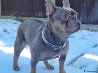 French Bulldog dogs French Bulldog - Advert 1