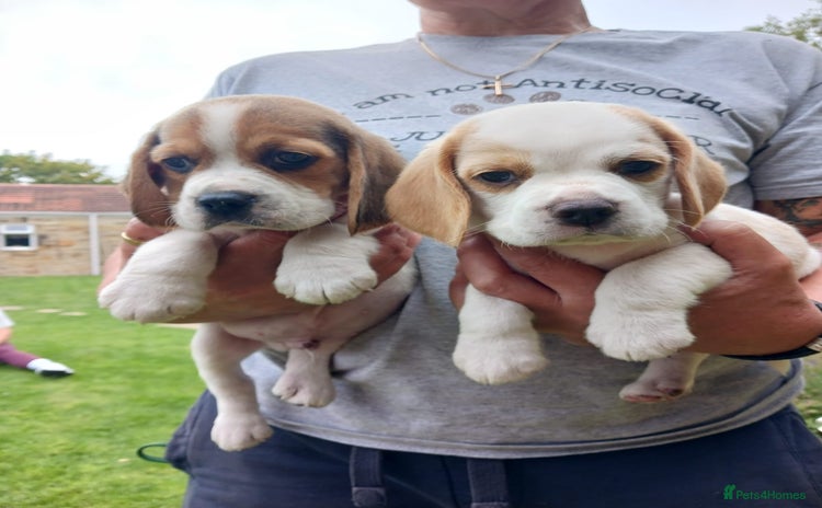 Beagle dogs - Advert 5