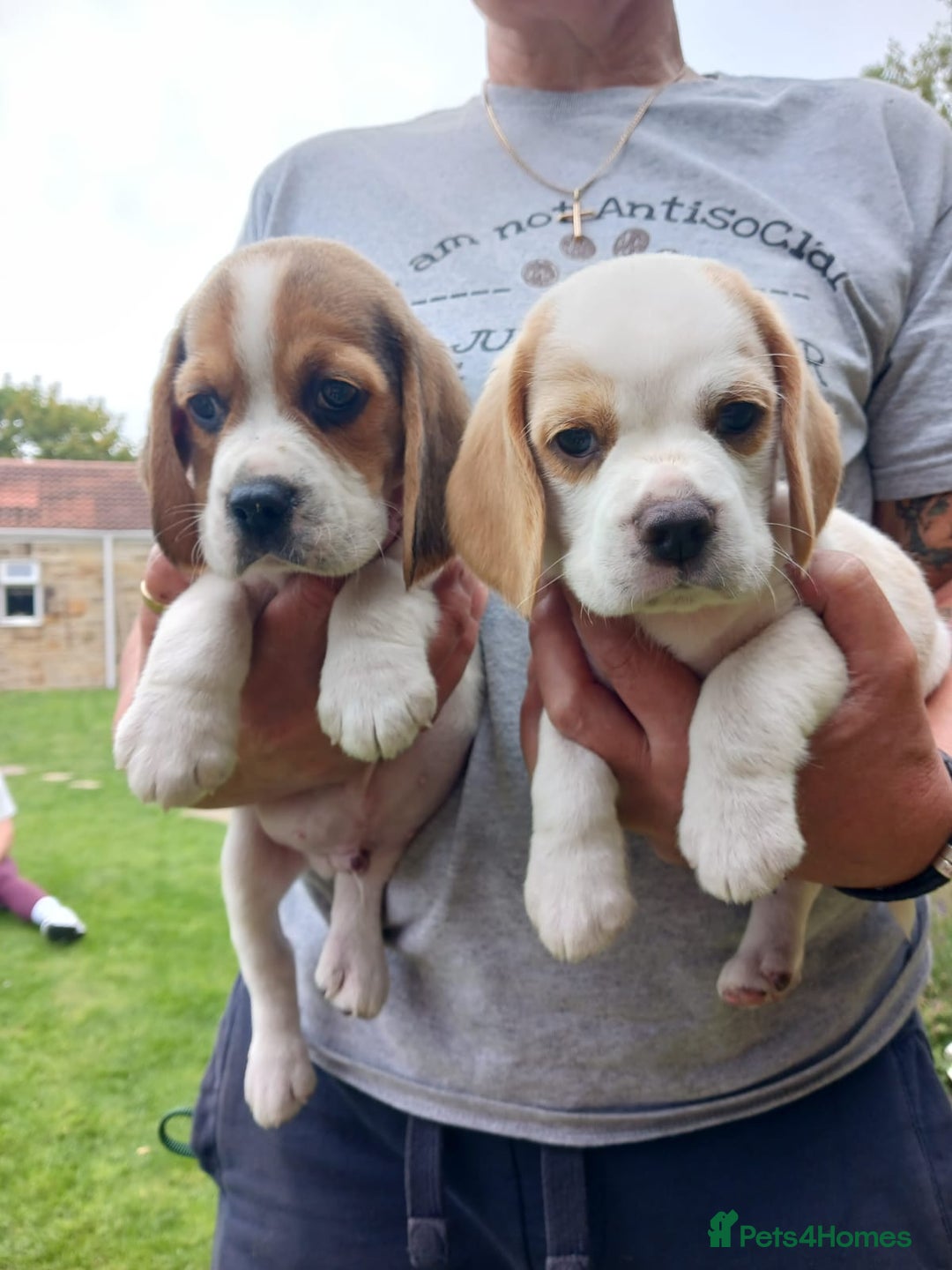 Beagle dogs for sale: Beautiful Beagle Puppies - Image 1