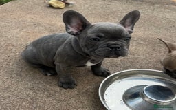 French Bulldog dogs for sale: Fabulous Frenchies ❤️ - Image 12
