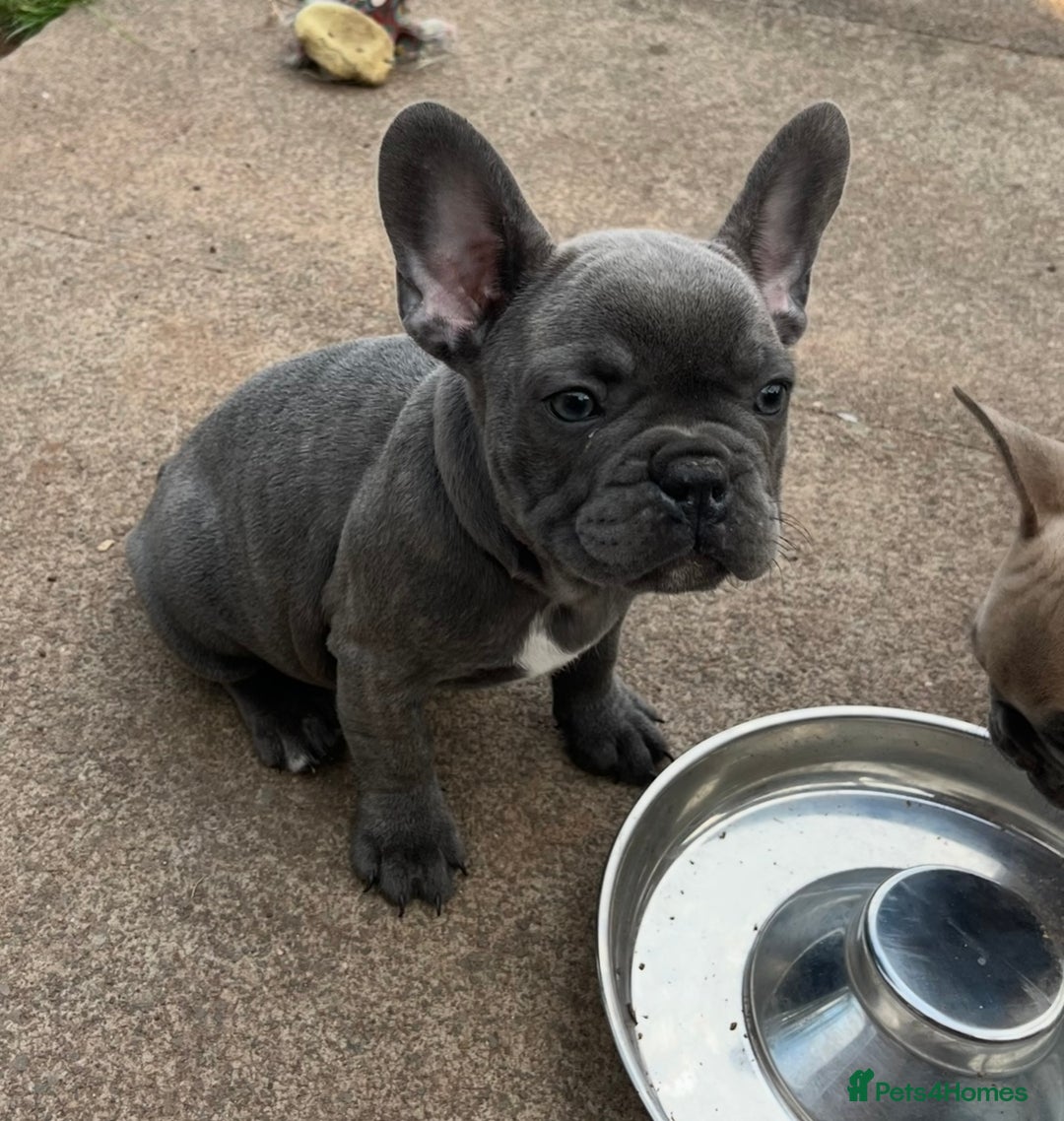French Bulldog dogs for sale: Fabulous Frenchies ❤️ - Image 12