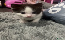 Mixed Breed cats for sale: 1/4 British Shorthair Kittens - Image 10