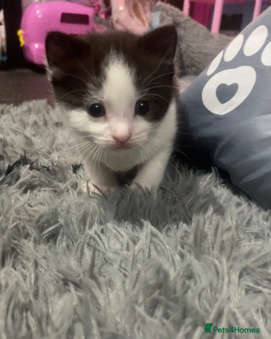Mixed Breed cats for sale: 1/4 British Shorthair Kittens - Image 10