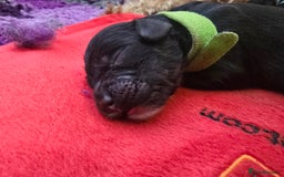 Cockapoo dogs for sale: American Cockapoo Puppies - Image 16