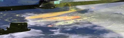 Koi Carp fish for sale: 3 Koi Fish in Swansea - Advert 1