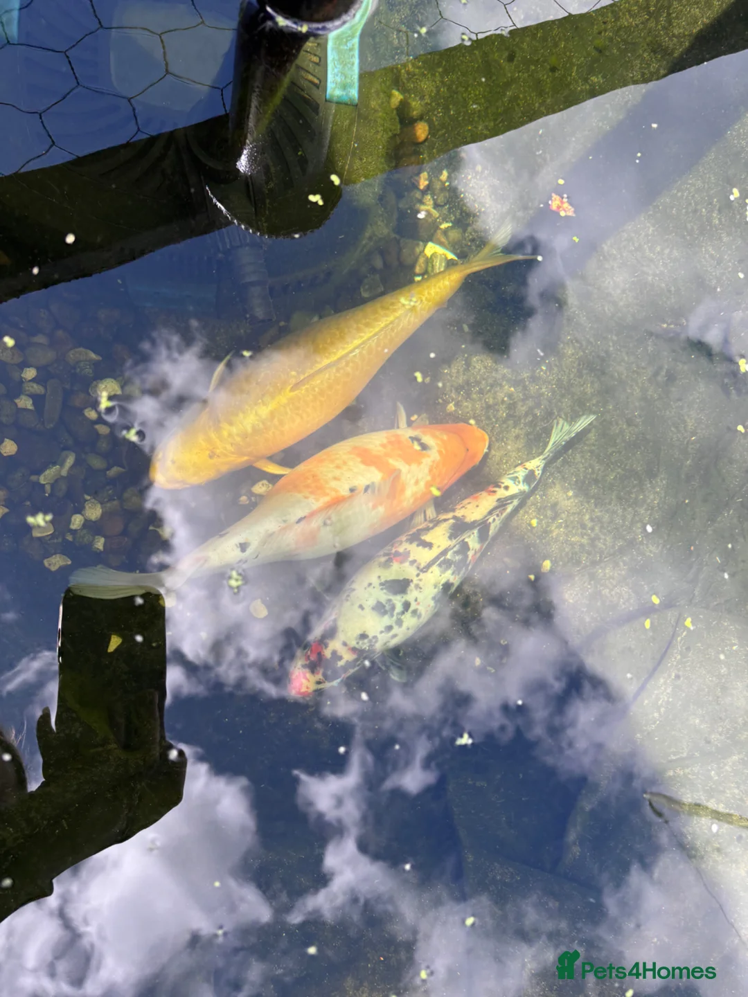 Koi Carp fish for sale: 3 Koi Fish in Swansea - Advert 1