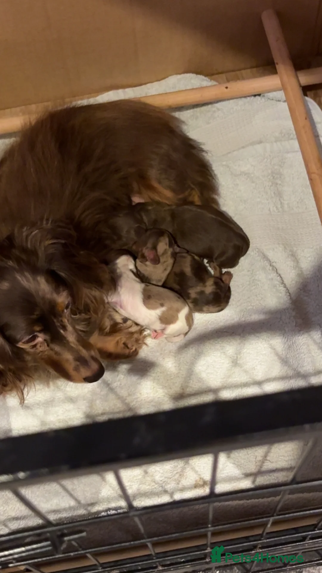 Miniature Dachshund dogs for sale: Miniature dachshund puppies  - Advert 3