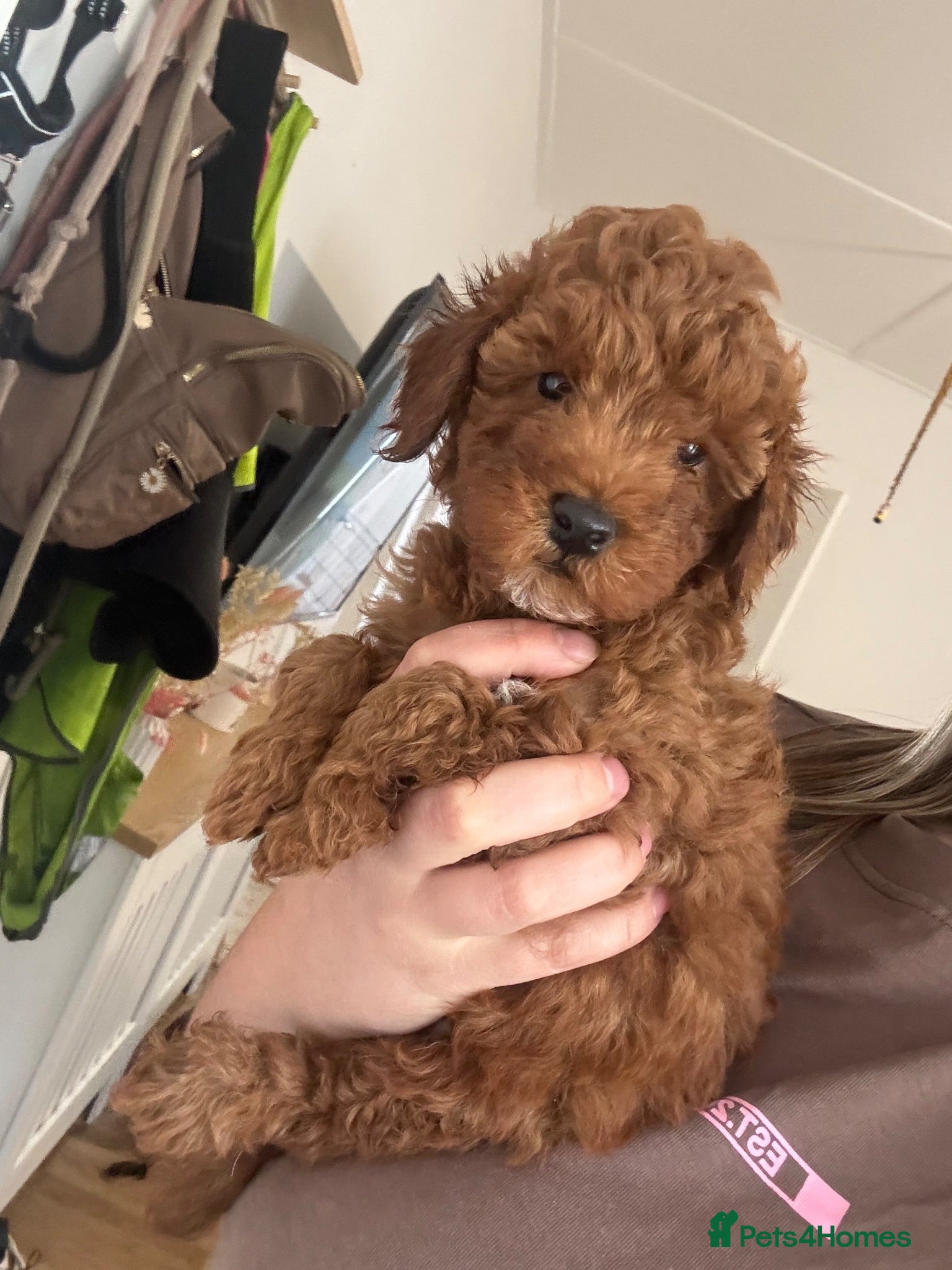 Toy Poodle dogs 🩷💙 Deep Red Toy Poodle Puppies 🌟 - Advert 6
