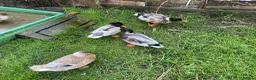 Ducks poultry for sale: 6 Miniature Apple yard hatching eggs - Advert 2