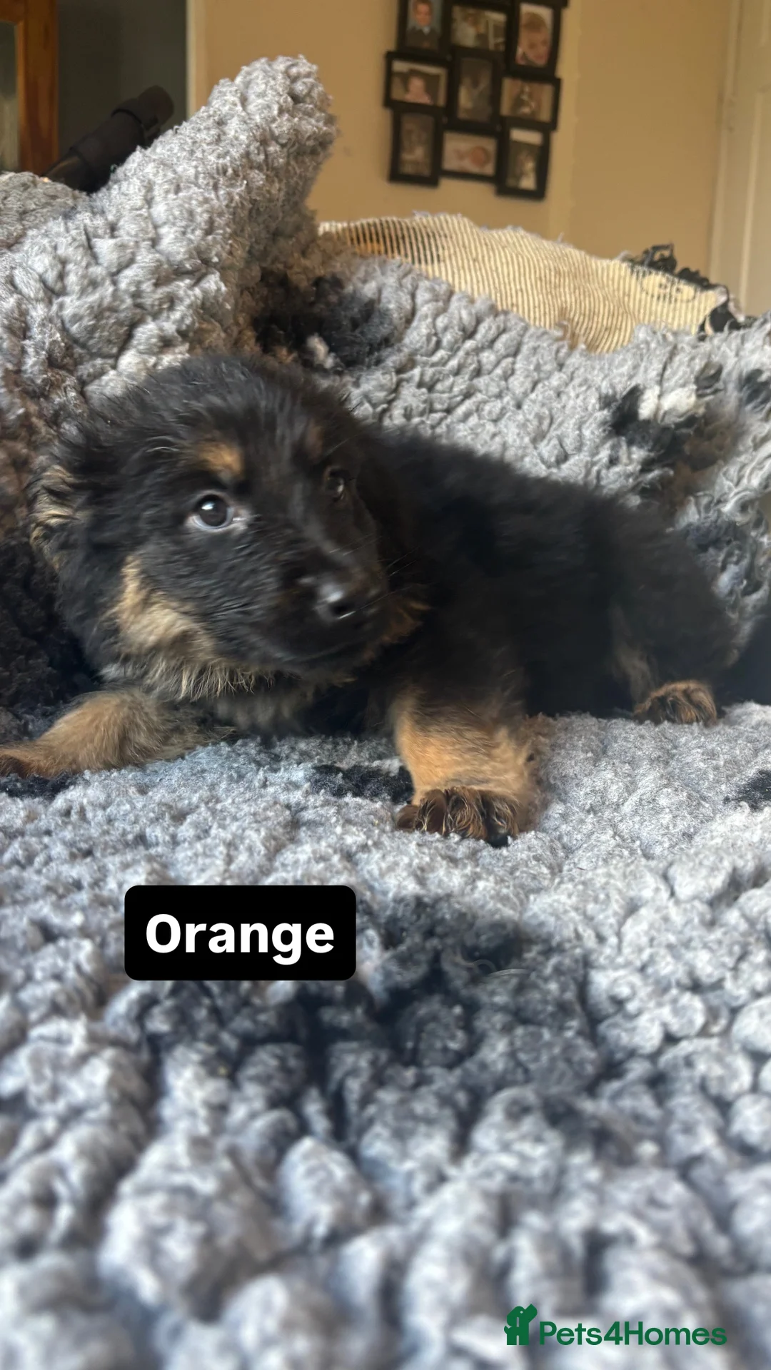 Mixed Breed dogs for sale: READY TO GO 3/4 GSD 1/4 Rottweiler - Advert 16