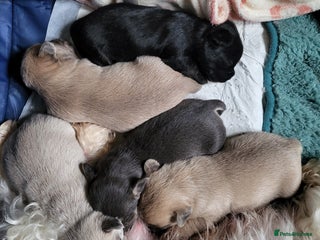 Mixed Breed dogs French maltipoo - Advert 5