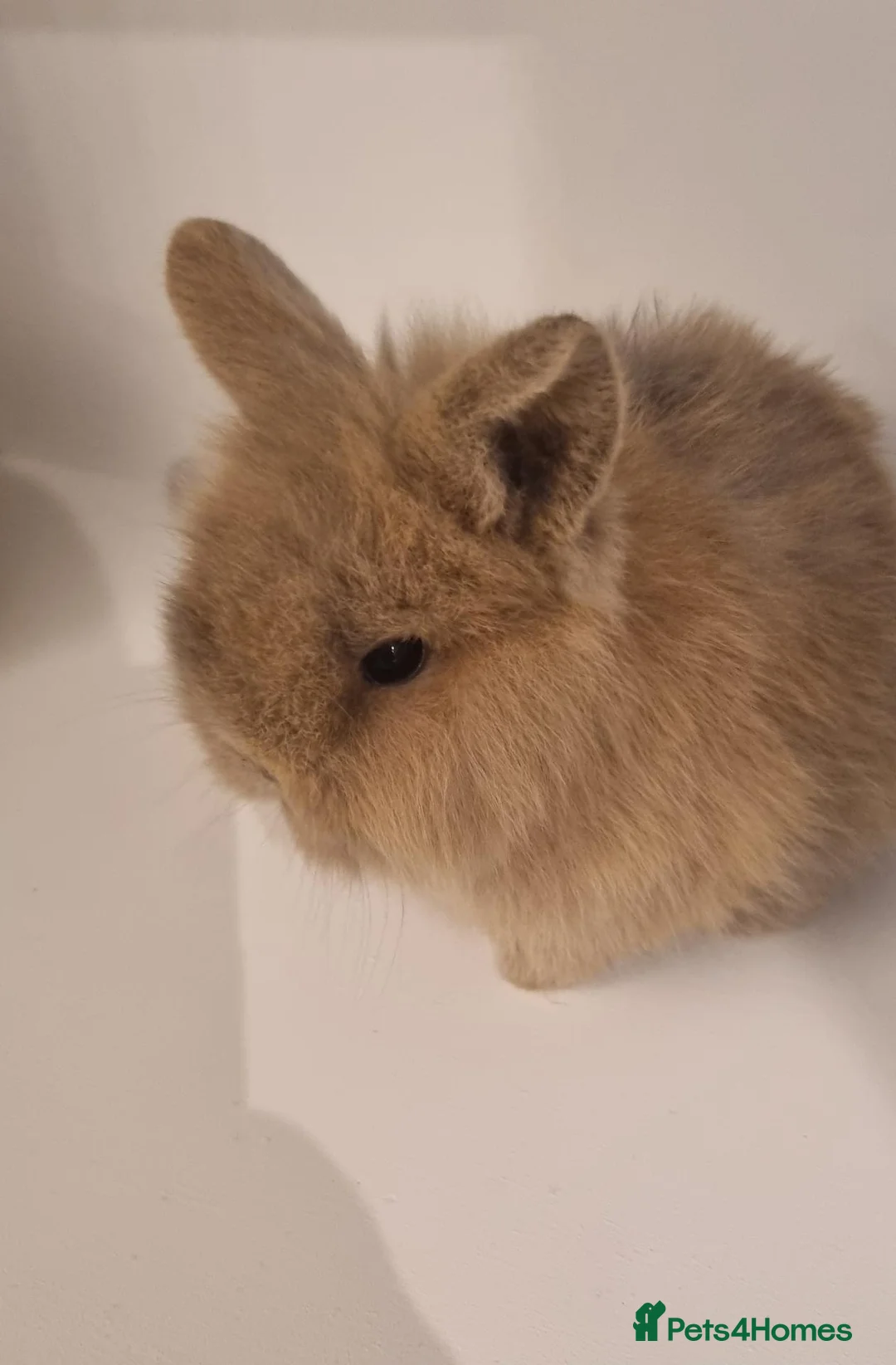 Mini Lion Lop rabbits for sale: 5 mini lion Lops ready to leave 23rd October - Advert 15