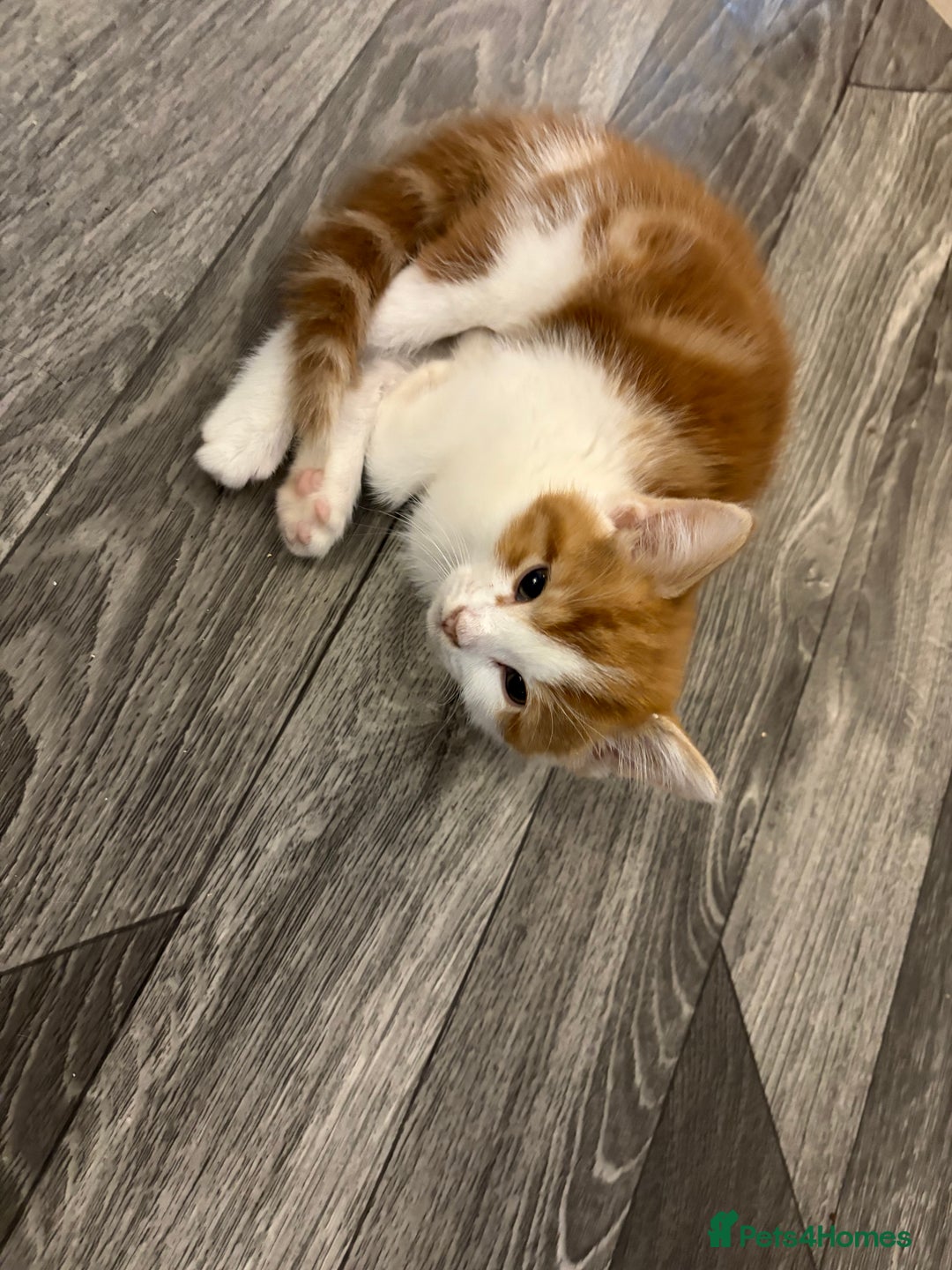 Mixed Breed cats for sale: 4 male kittens - Advert 1