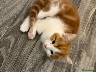 Mixed Breed cats 4 male kittens - Advert 15