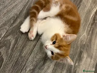 Mixed Breed cats 4 male kittens - Advert 16