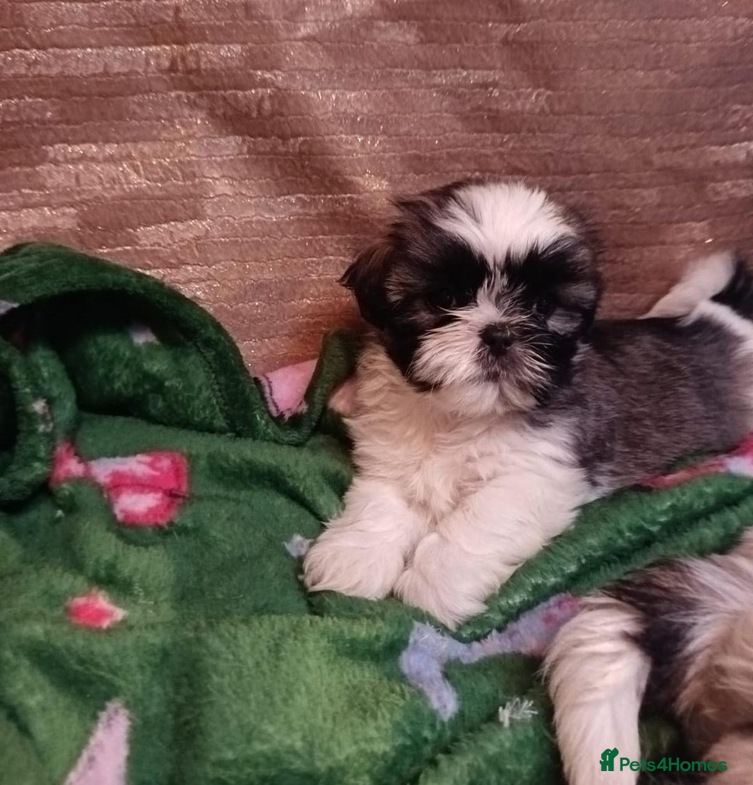 Shih Tzu dogs for sale: Shih Tzu puppy's - Advert 6