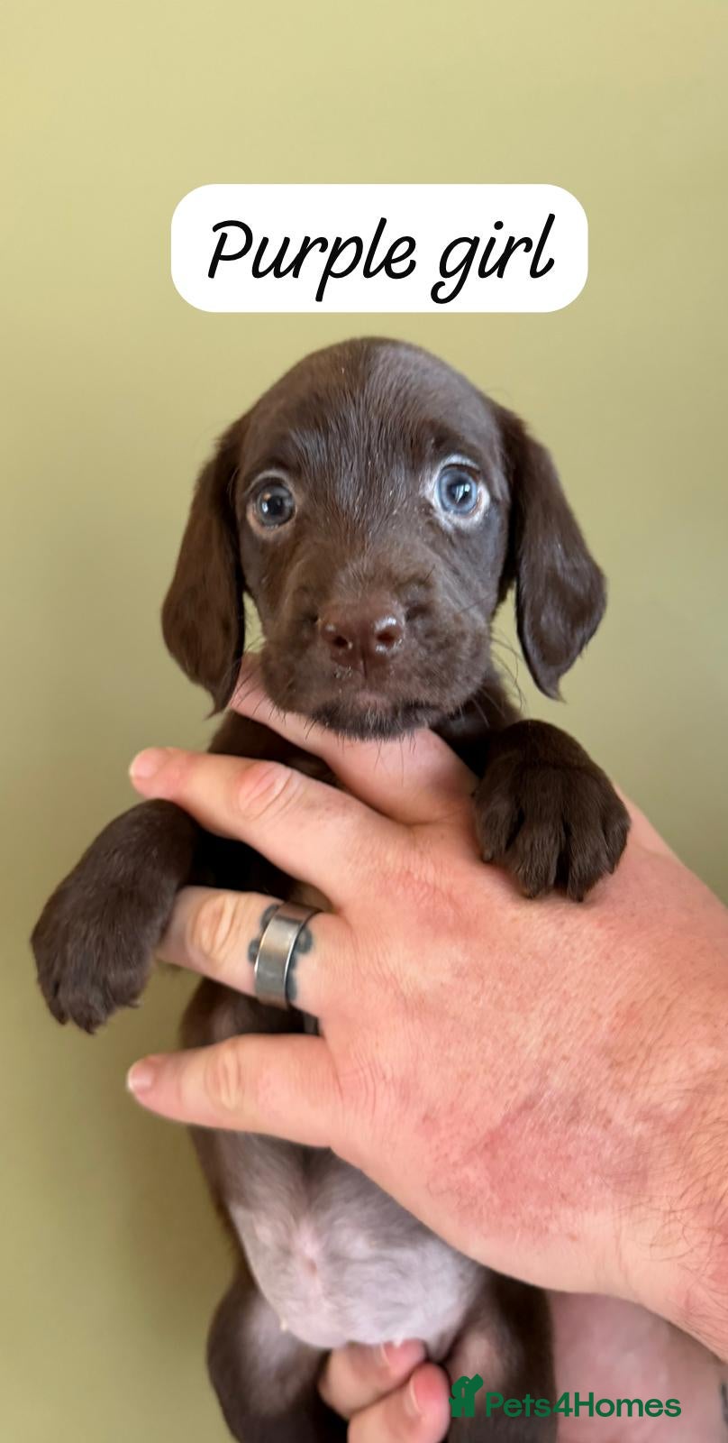 Mixed Breed dogs 5* Cockador Puppies - Advert 1