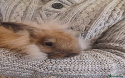 Mini Lion Lop rabbits for sale: Mini lop X mini lion head  - Image 14