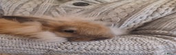 Mini Lion Lop rabbits for sale: Mini lop X mini lion head mix and mini lion heads - Advert 8