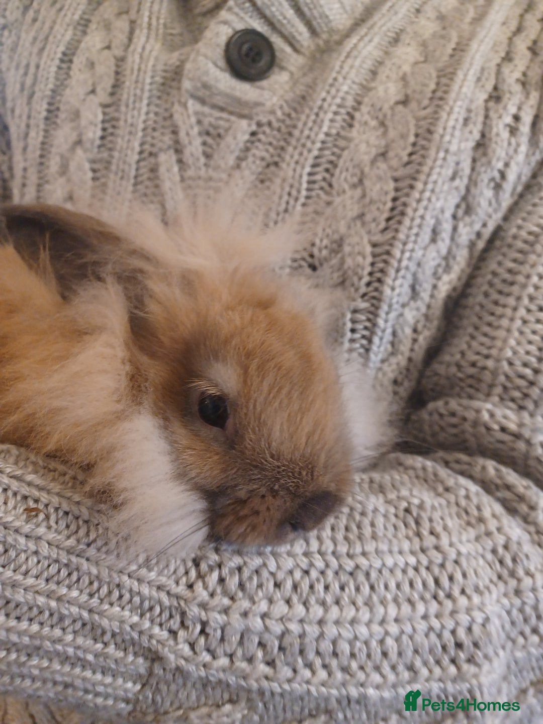 Mini Lion Lop rabbits for sale: Mini lop X mini lion head  - Image 14