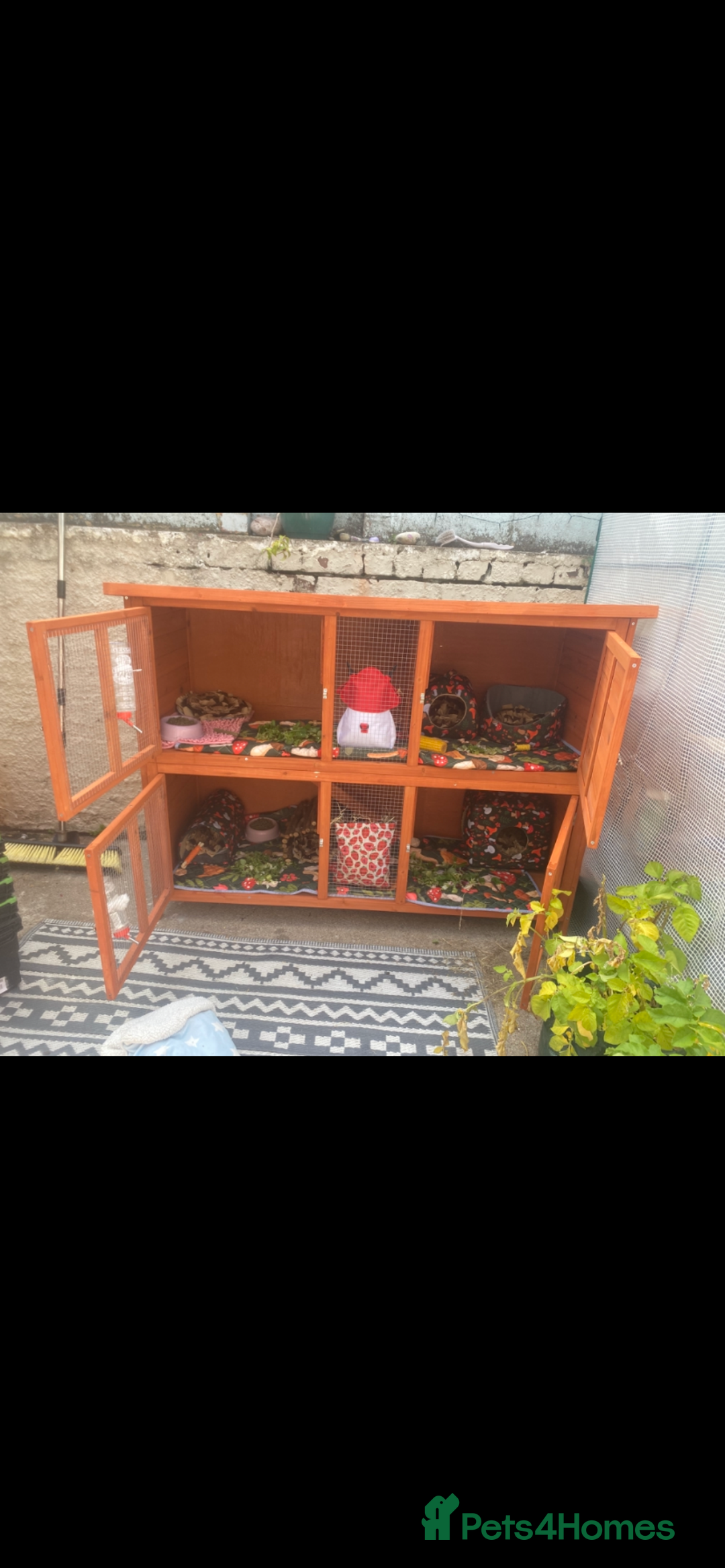 Guinea Pig rodents for sale: 6 male Guinea pig with hutch  - Image 6