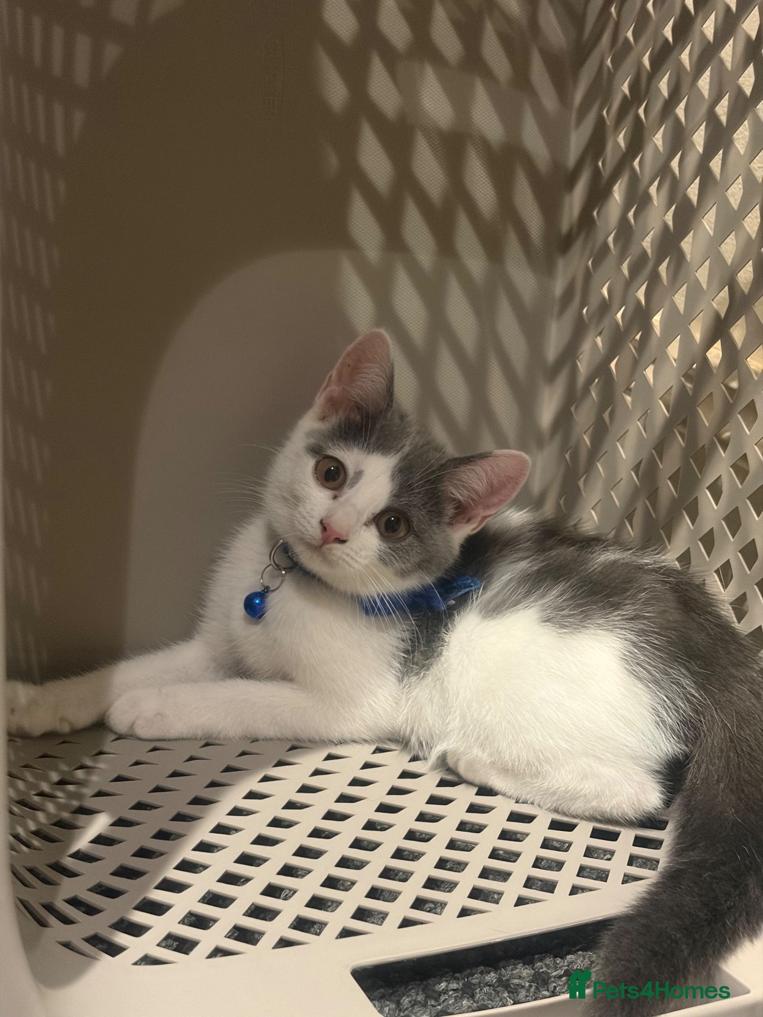 Mixed Breed cats for sale:  Mix British short hair male kitten - Advert 3