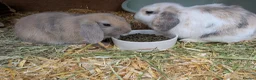 Dutch rabbits for sale: Bonded 10 week old dutch x french lop sisters - Advert 7
