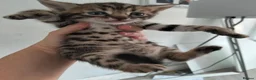 Bengal cats for sale: READY NOW - Advert 2