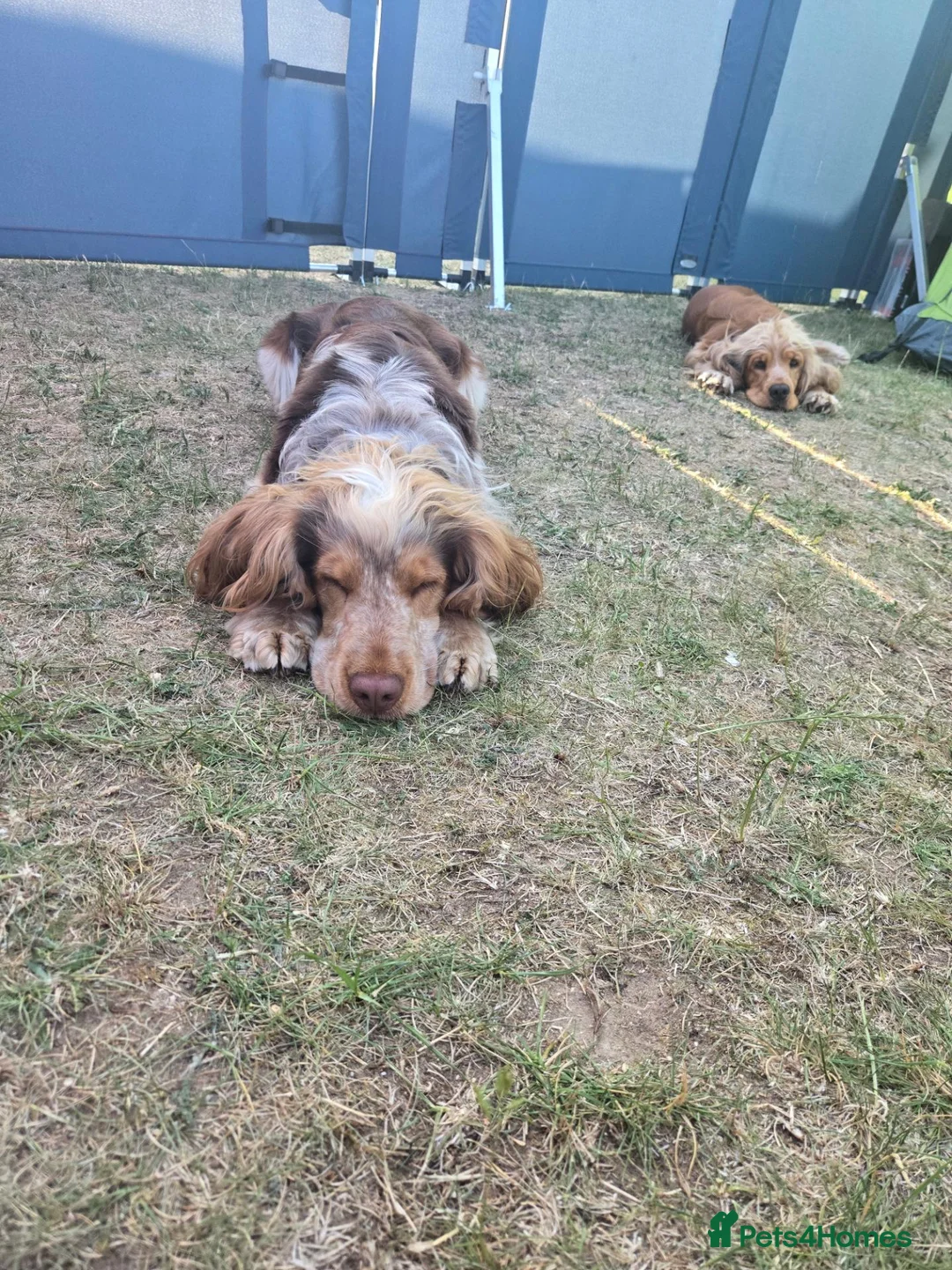 Cocker Spaniel dogs for stud: Proven, kc reg, show cocker stud  - Advert 19