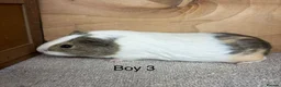 Guinea Pig rodents for sale: 10 -12 week old male Guinea Pigs ready now - Advert 3