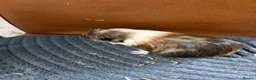 Guinea Pig rodents for sale: 2 baby boars for sale  in Stoke-on-Trent - Advert 4