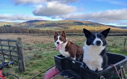 Border Collie dogs for stud: Red & white border collie Stud  - Image 3