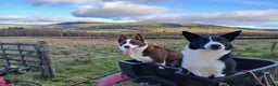 Border Collie dogs for stud: Red & white border collie Stud  - Advert 3
