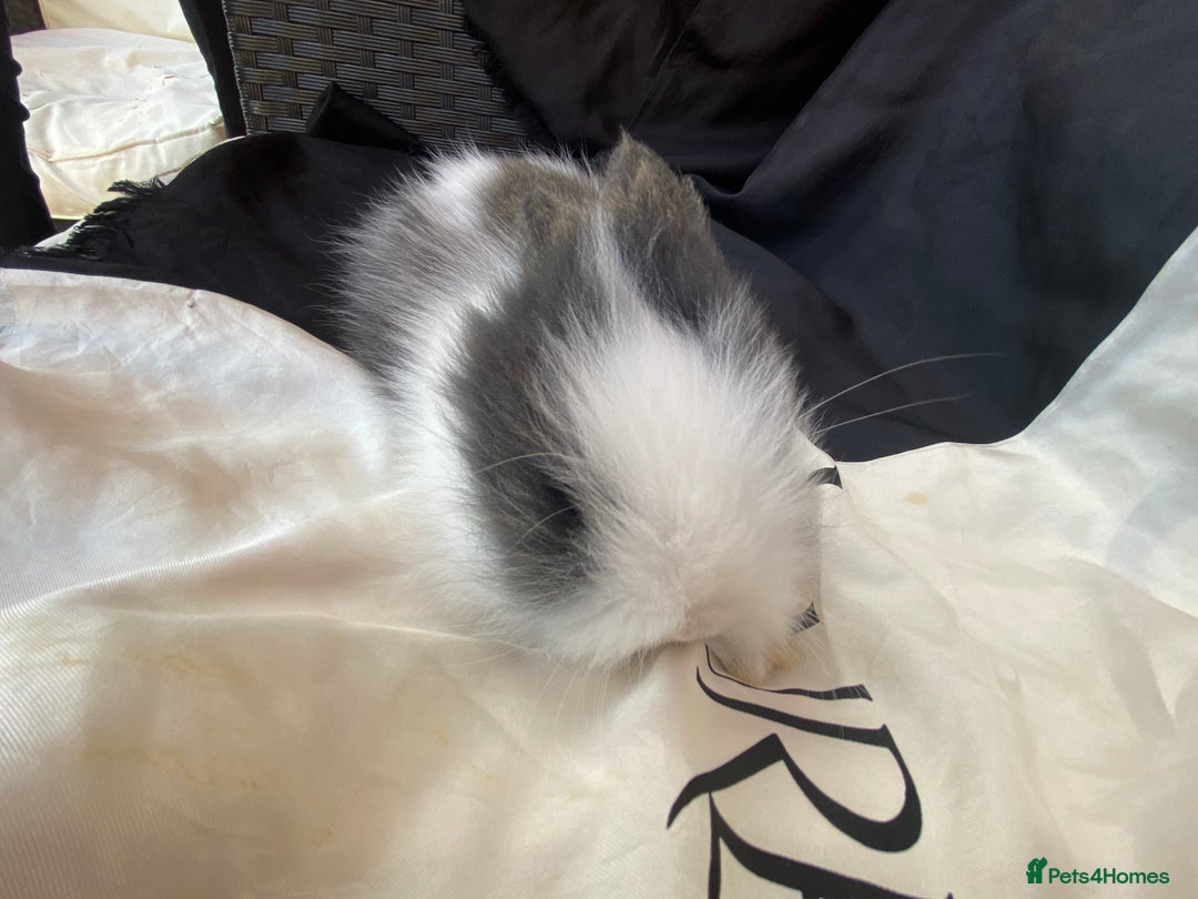 Lionhead rabbits for sale: Female Baby Lionhead Dwarf - Last One 6wks old - Image 4
