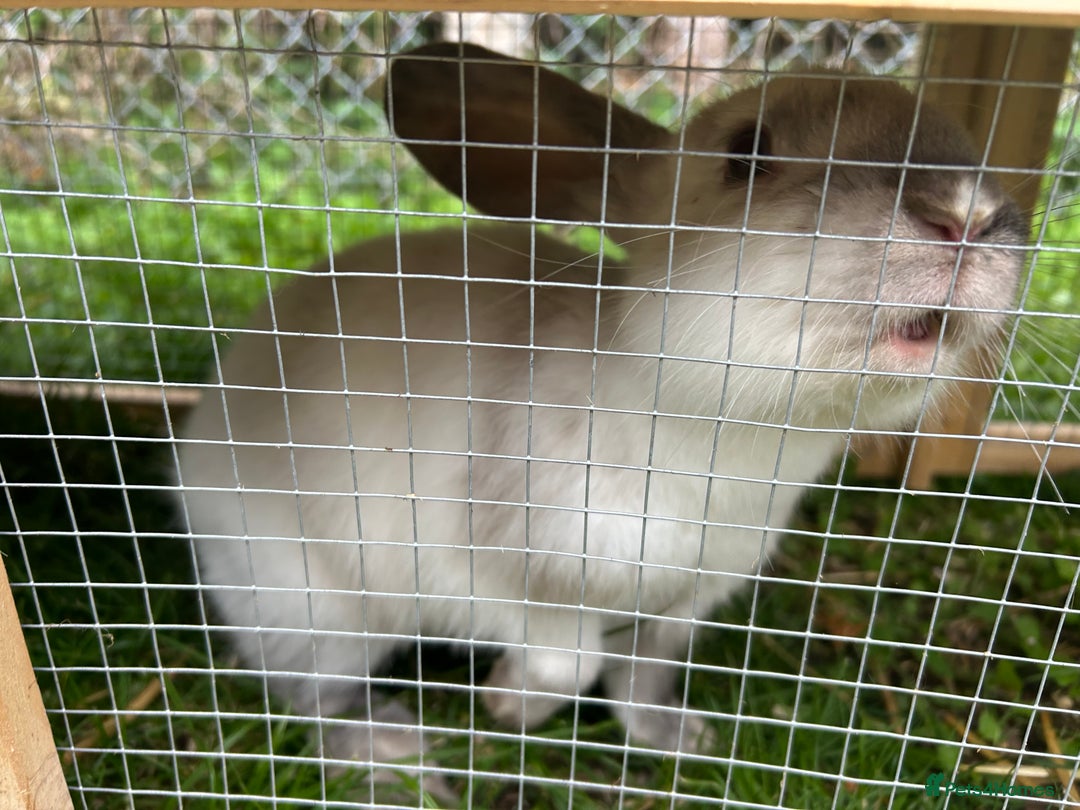Mini Lop rabbits for sale: 2 male mini lop rabbits 13weeks old - Image 6