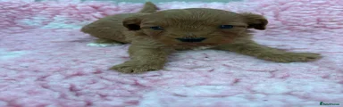 Cavapoo 4