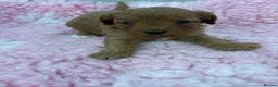 Cavapoo dogs for sale: F1 toy cavapoos - Advert 4