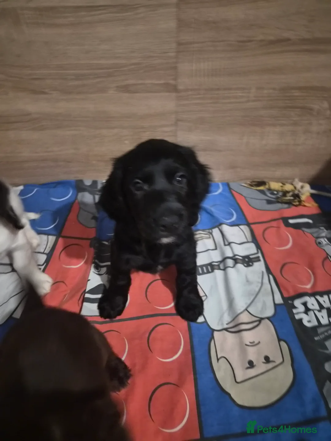 Sprocker dogs for sale: One male black sprocker  - Advert 2