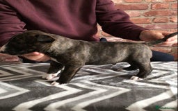 English Bull Terrier dogs for sale: Kcregd English bull terrier puppies  - Image 10