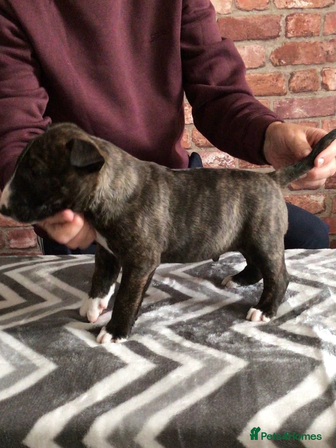 English Bull Terrier dogs for sale: Kcregd English bull terrier puppies  - Image 10
