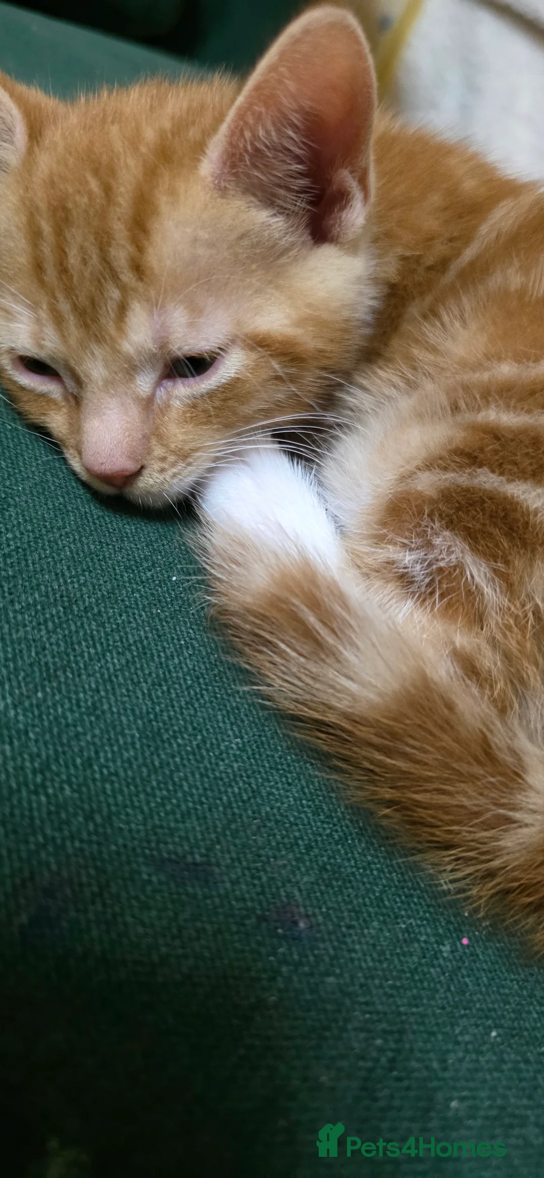 Mixed Breed cats for sale: Adorable Kitten Looking for a New Home - Advert 9