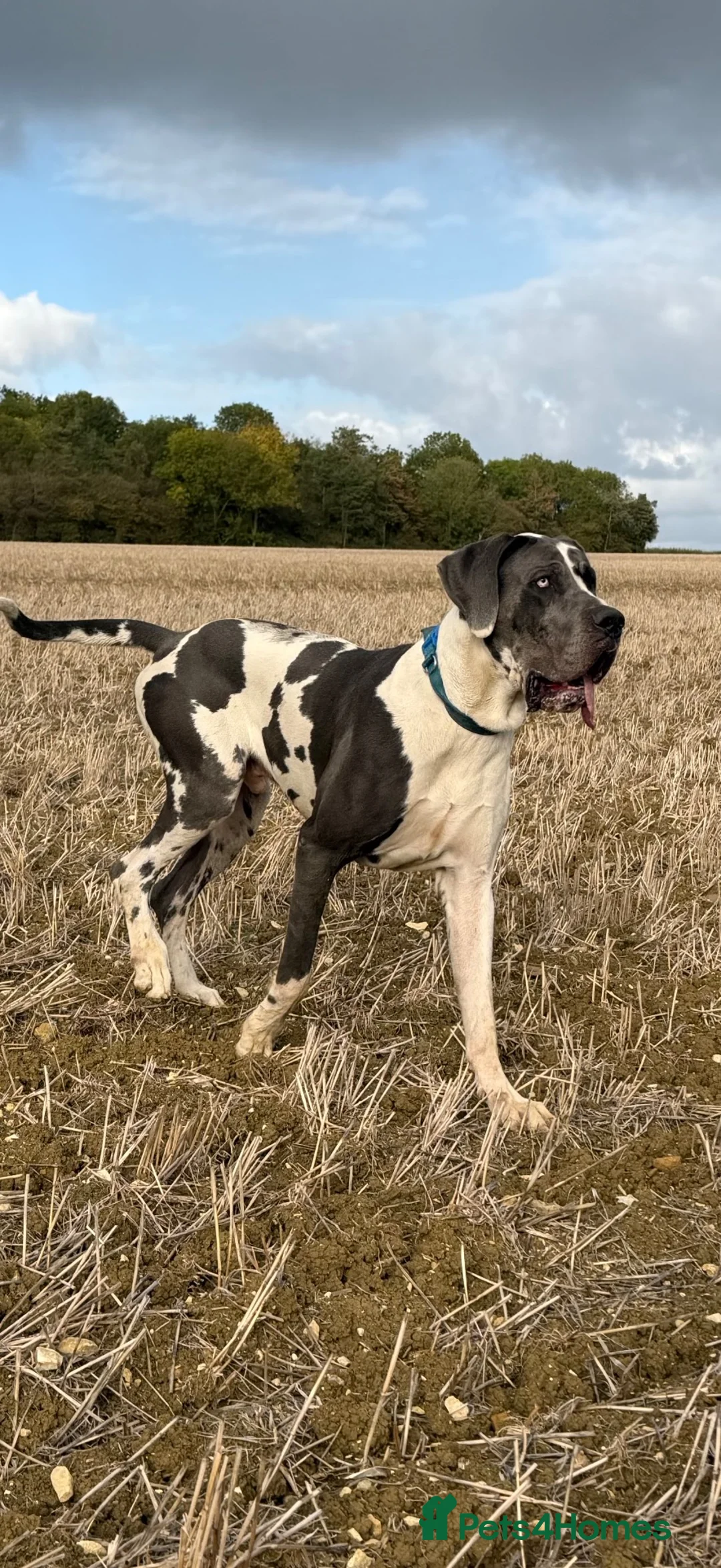 Great Dane dogs for stud: Blue harlequin Great Dane stud - Advert 2