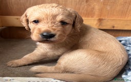 Labradoodle dogs for sale: F1 Labradoodles  - Image 23