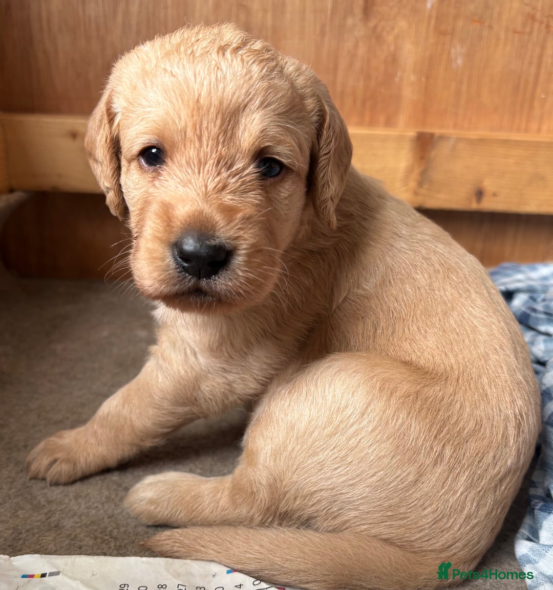 Labradoodle dogs for sale: F1 Labradoodles  - Image 23