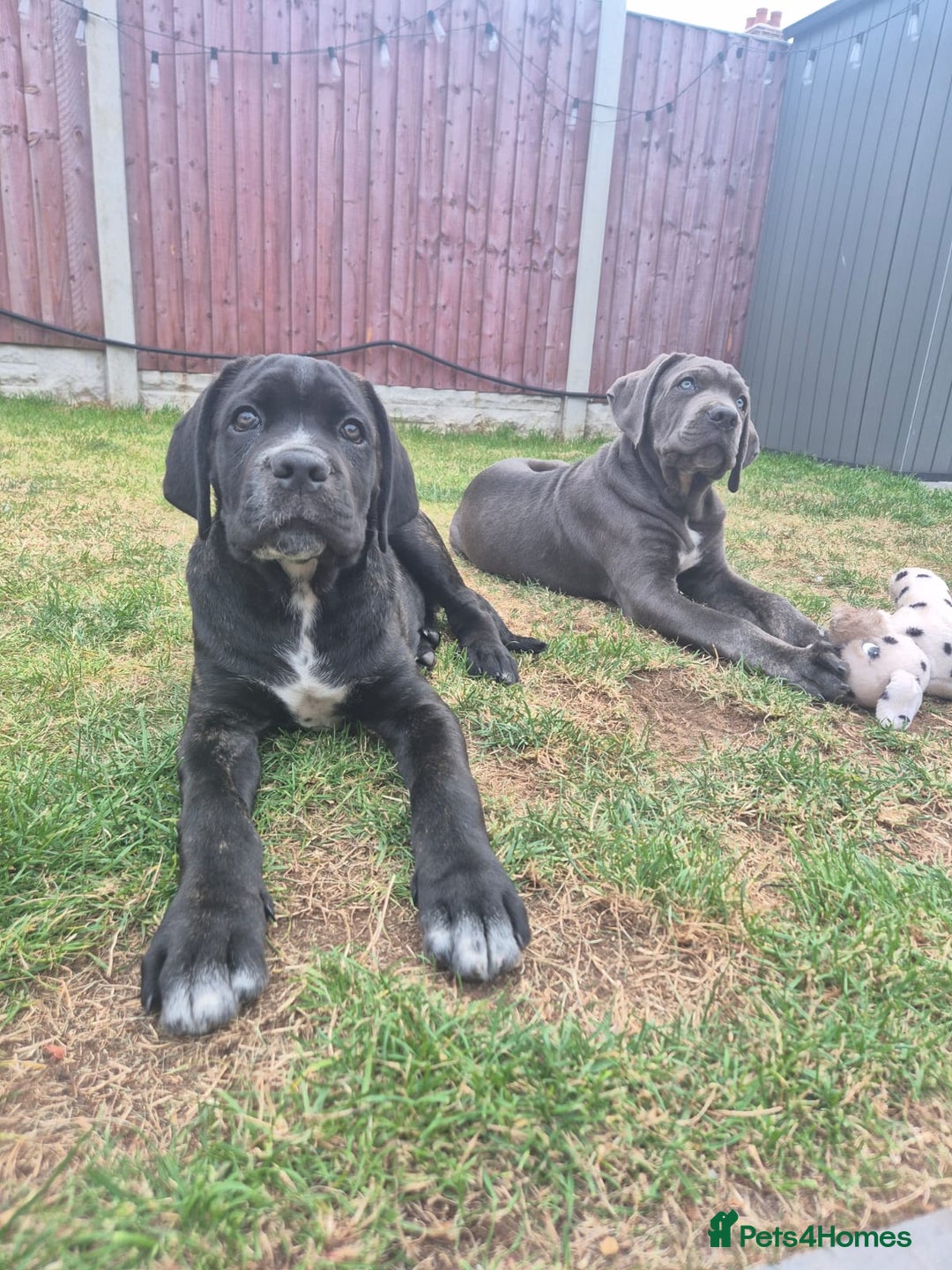Cane Corso dogs for sale: Cane corso  - Advert 3