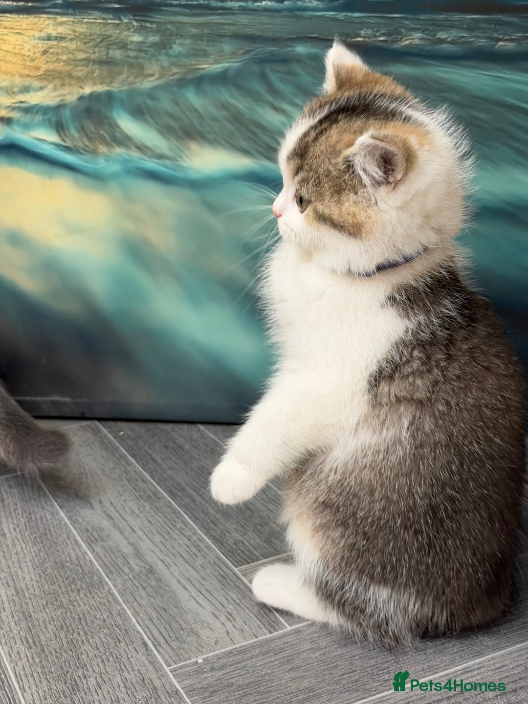 British Shorthair cats for sale: BSH tri- colour golden/blue/white kittens TICA - Advert 7