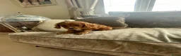 Cavapoo dogs for sale: Cavapoo puppies  - Advert 25