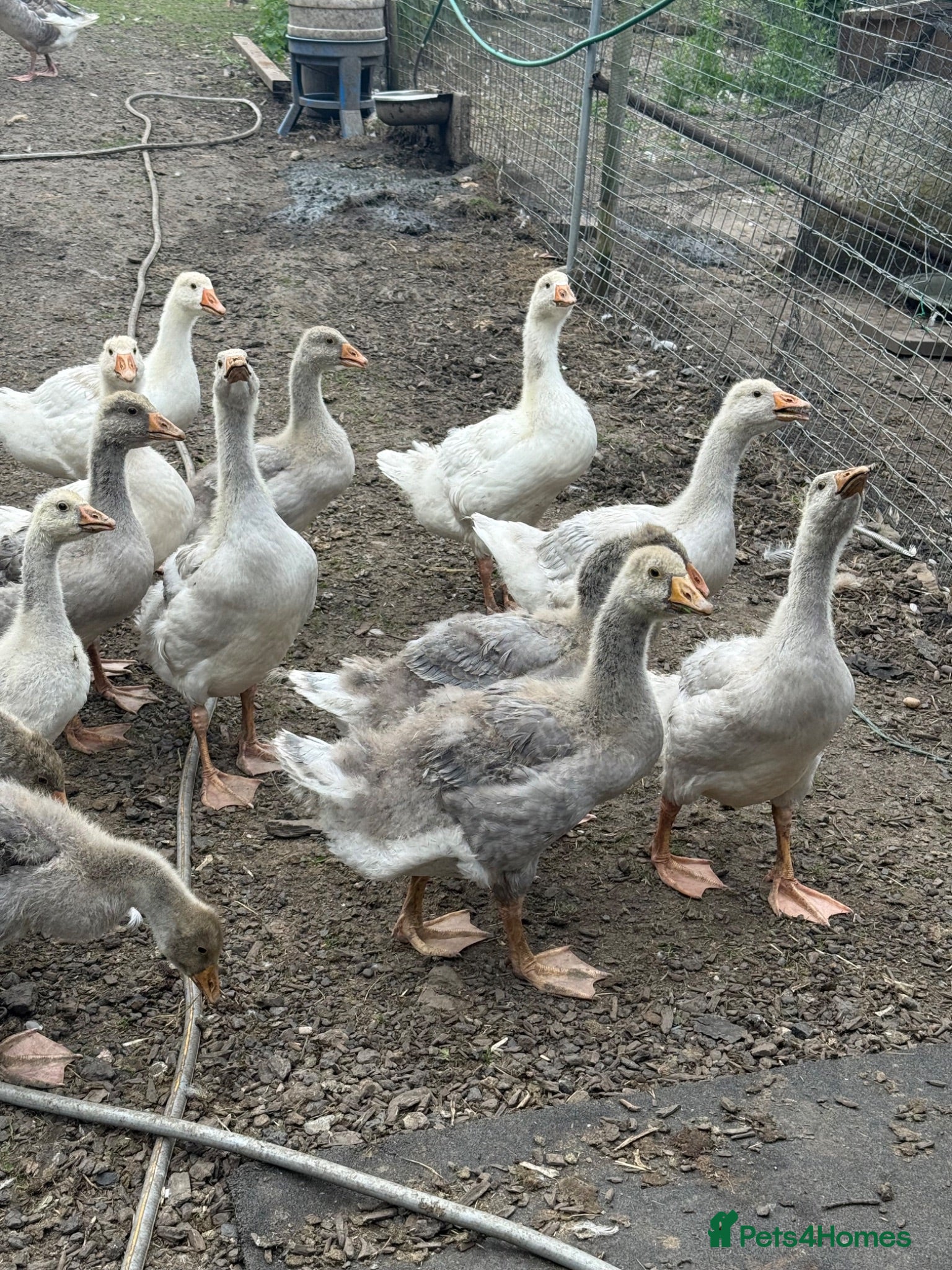 Geese poultry Franconian & Toulouse geese - Advert 2