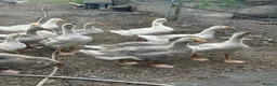 Geese poultry for sale: Franconian & Toulouse geese - Advert 2