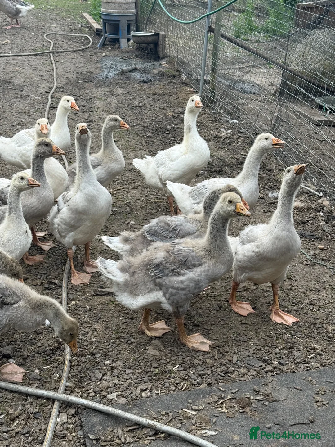 Geese poultry for sale: Franconian & Toulouse geese - Advert 2